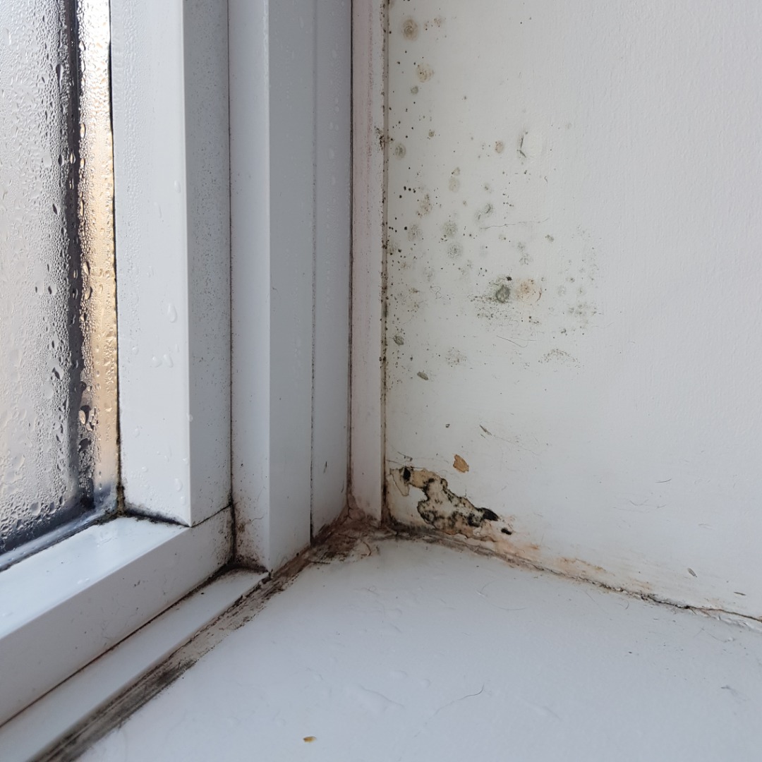 mold on walls near a window