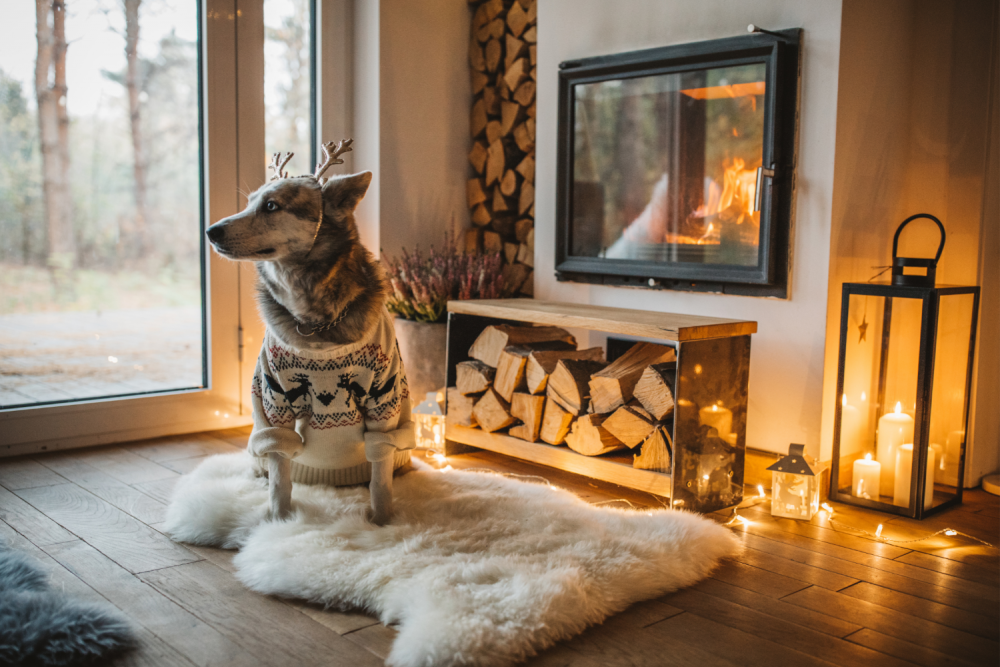 Chien confortable devant la fenêtre en hiver