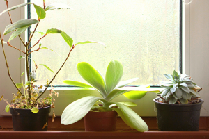 Fogged window with green plants